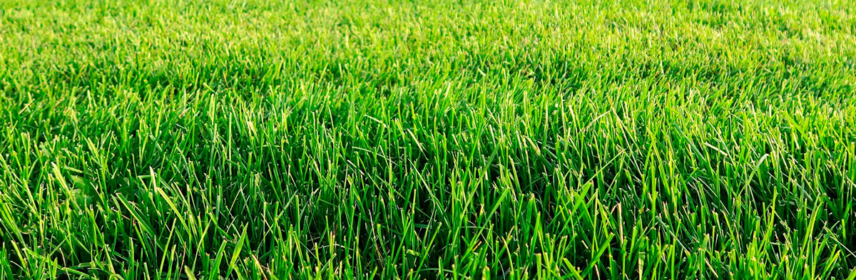 cesped-verde-fondo