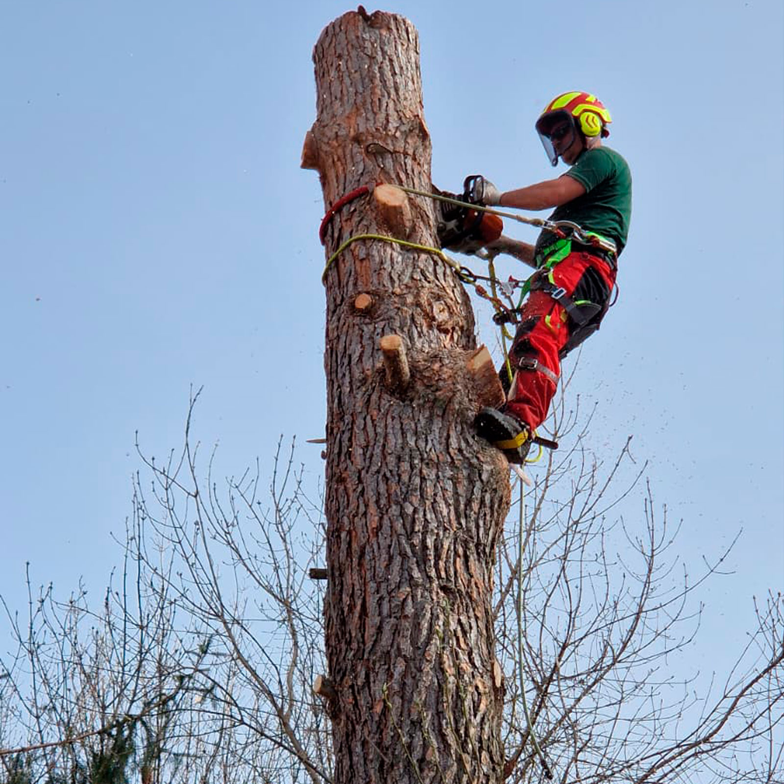 poda de arboles en altura