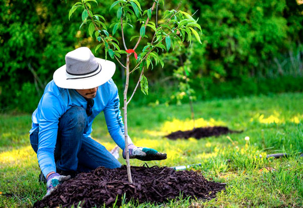 servicios-plantacion-de-arboles